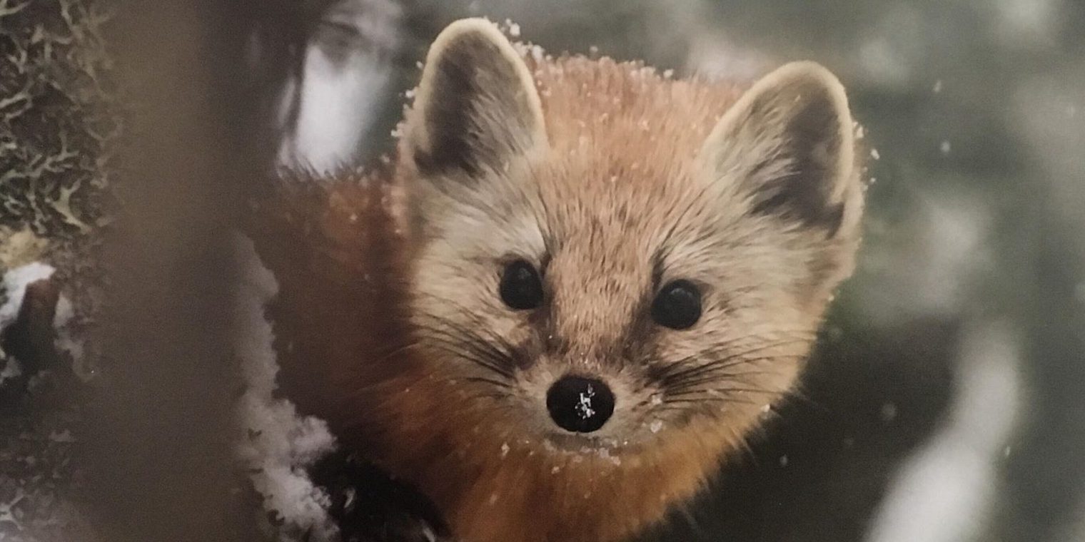 Calendar Donations – Ontario Fur Managers Federation