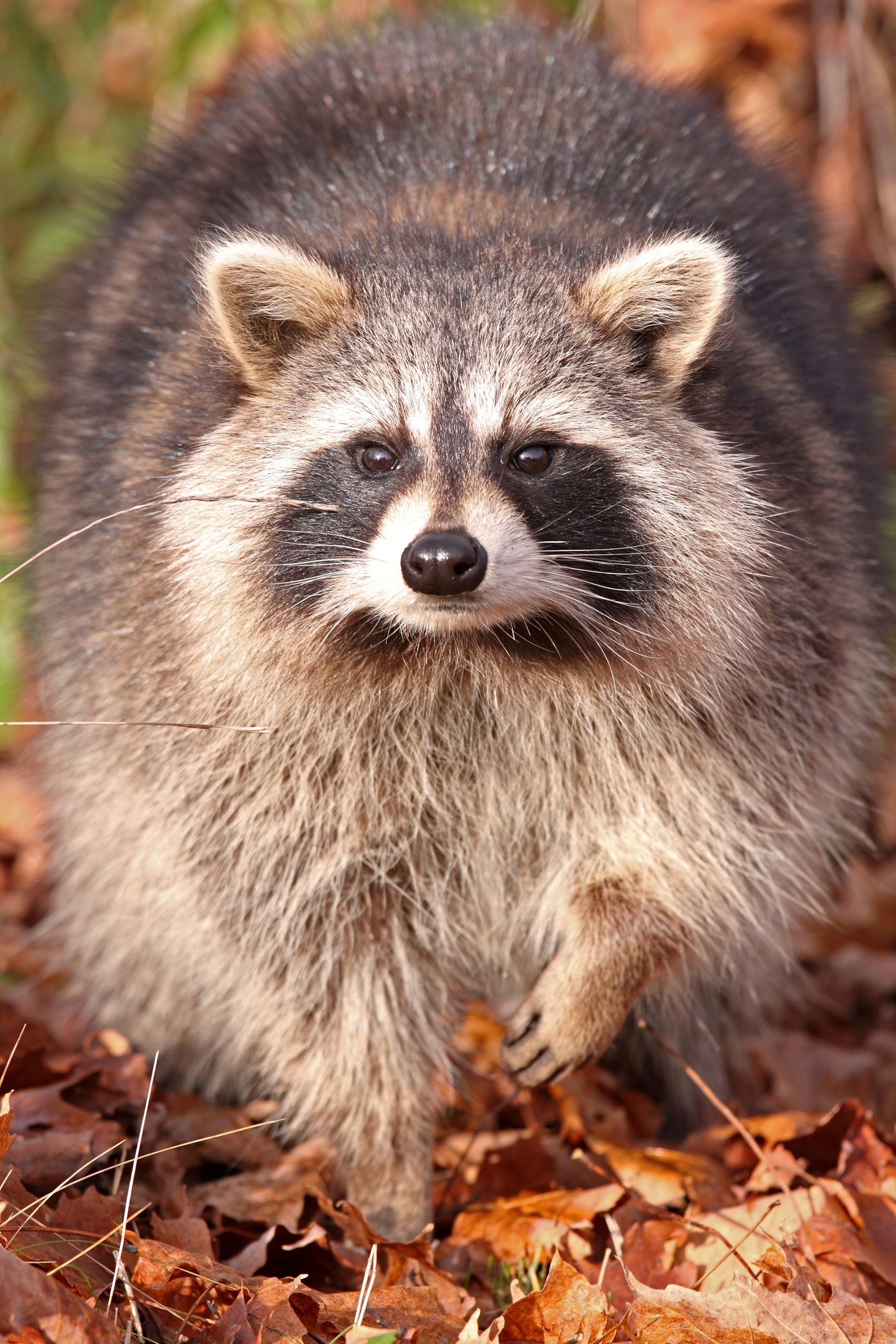 Raccoon – Ontario Fur Managers Federation