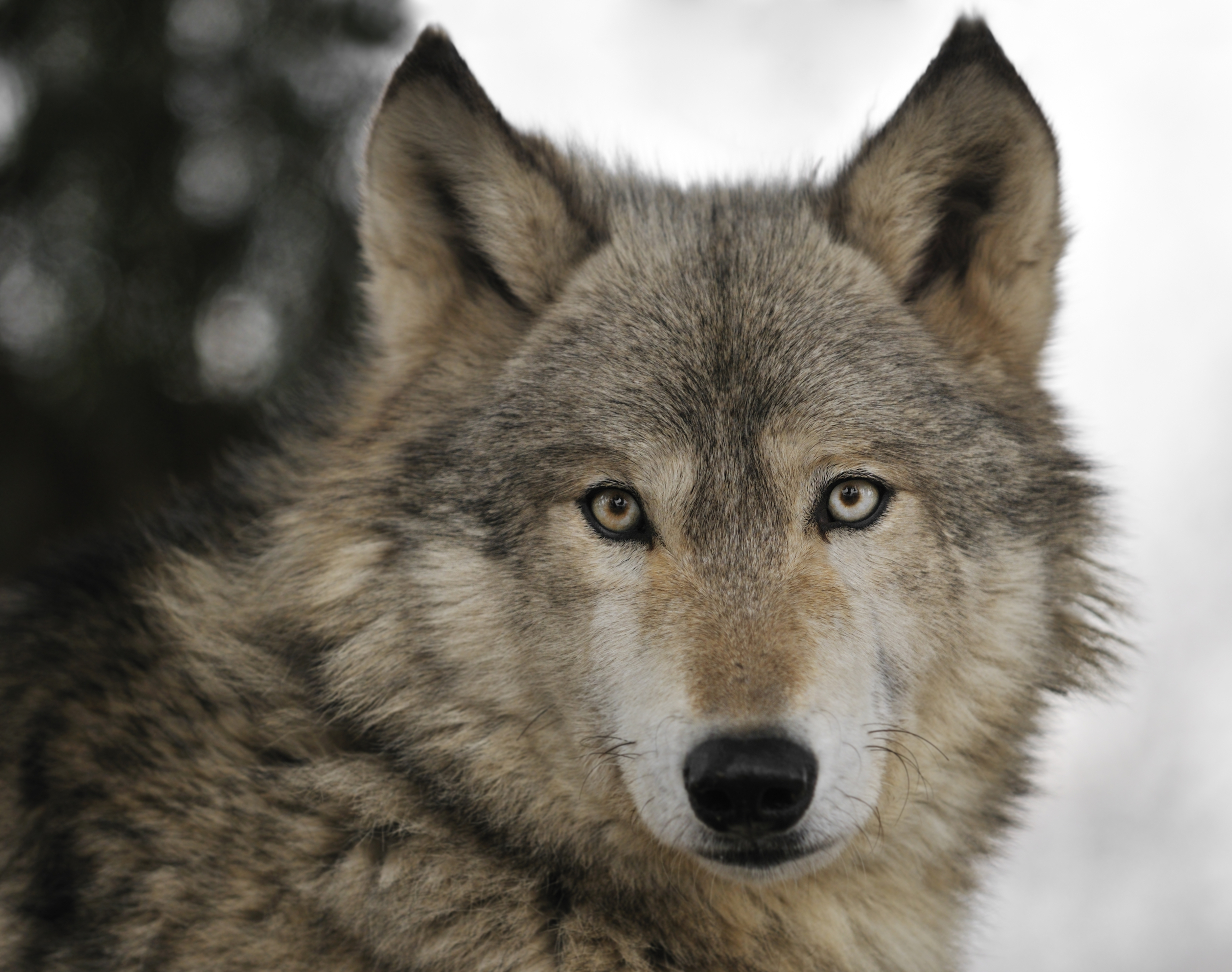 Timber Wolf – Ontario Fur Managers Federation